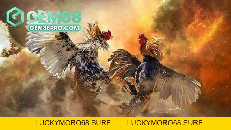 Sảnh Đá Gà GA28 - Khám Phá Thế Giới Cá Cược Đá Gà Đỉnh Cao Tại Gem88 - Luckymoro68