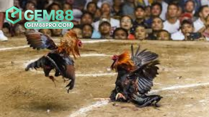 Sảnh Đá Gà GA28 - Khám Phá Thế Giới Cá Cược Đá Gà Đỉnh Cao Tại Gem88 - Luckymoro68